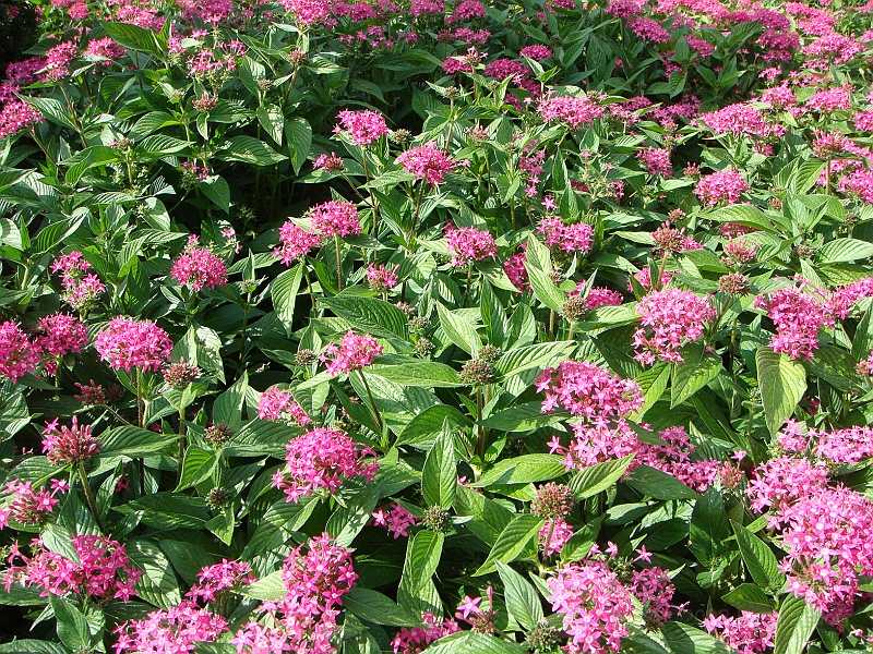 163 Longwood Gardens [2008 August 23].JPG - Longwood Gardens in Pennsylvania